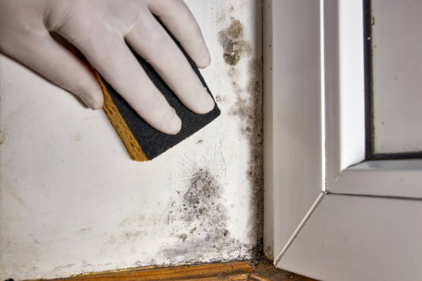 Best Mold Prevention Services  in Orlinda, TN